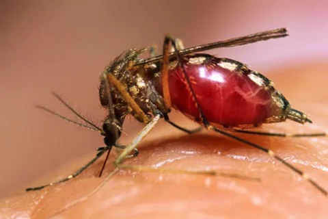 Teatro nas escolas vai reforçar combate à Dengue em Itapevi