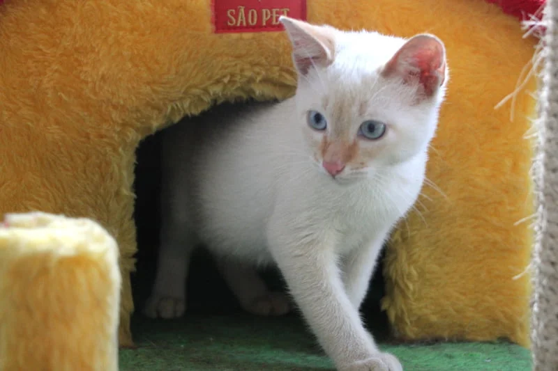Alphaville tem feira de adoção de animais até dia 15