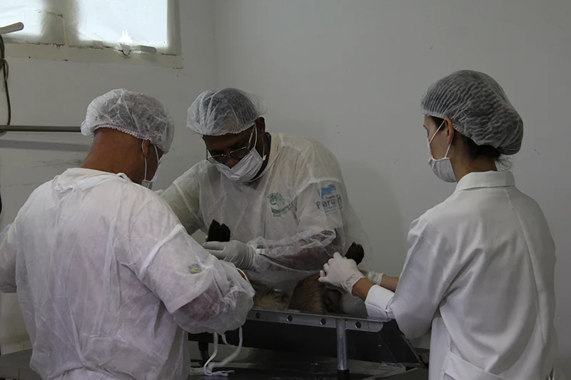Barueri oferece castração de animais com agendamento
