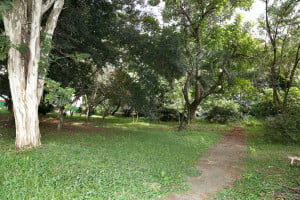 Osasco deve ter parque para animais de estimação