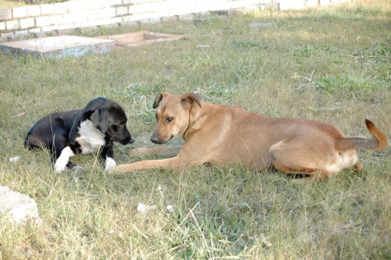 Castração gratuita de animais domésticos