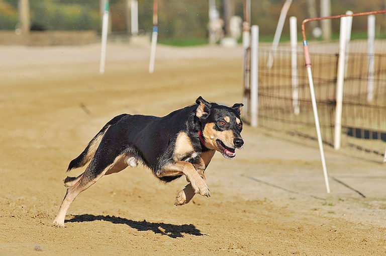 Osasco tem Feira de Adoção de Animais neste sábado, 21