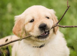 Prefeitura de Osasco inaugura primeiro parque para animais de estimação