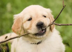 Prefeitura de Osasco inaugura primeiro parque para animais de estimação