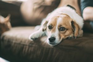 Prefeitura de Carapicuíba esclarece polêmica sobre sacrifício de animais