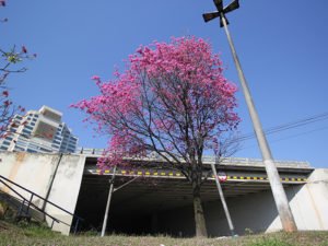 Cidadão pode opinar sobre investimentos da Prefeitura