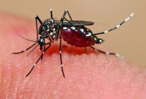 Governo distribuirá testes para gestantes com suspeita de Zika