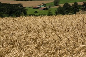 IBGE: PIB cai 0,8 % no terceiro trimestre e tem a sétima queda seguida