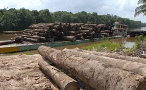 Desmatamento na Amazônia cresce 29% em um ano