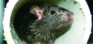 Leptospirose