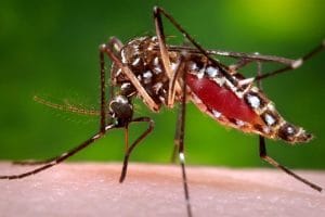 Alerta: 90% dos focos do Aedes aegypti estão nas residências