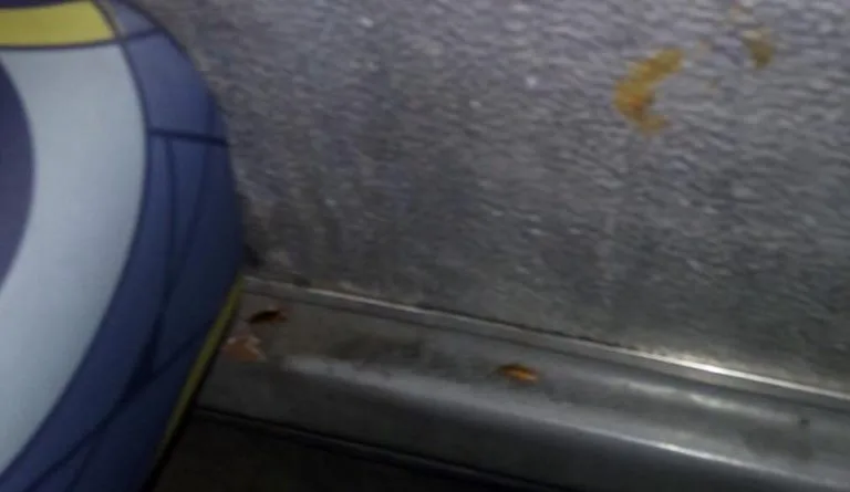 Internautas reclamam de baratas em ônibus e empresa divulga vídeo mostrando trabalho de dedetização