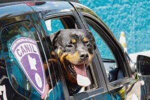 cão