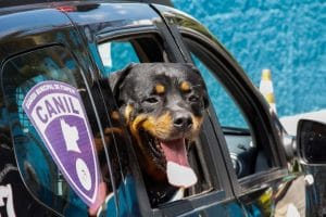 Conan, o cão de guarda da CGM, vai curtir aposentadoria depois de 8 anos