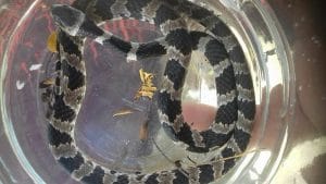 cobras