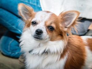 Procura por planos de saúde para pets cresce 120%