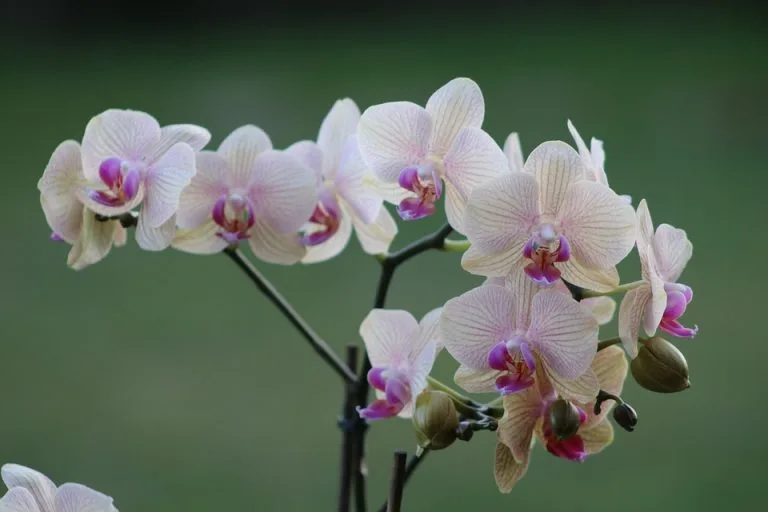 Festival de Orquídeas vai até o fim do mês no SuperShopping Osasco