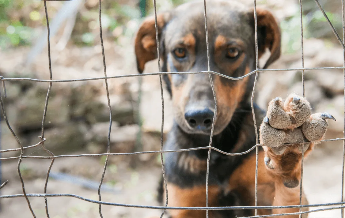 animais abandonados