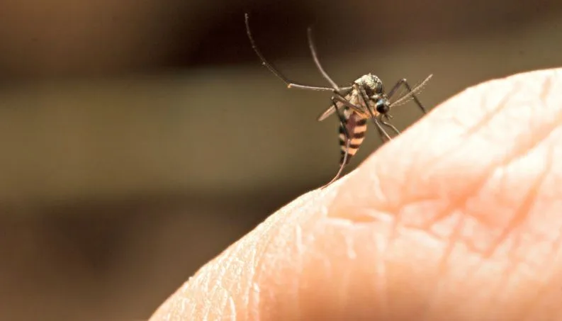 Febre amarela urbana no Brasil