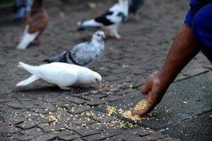 pombos São Paulo