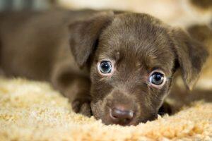 cachorro