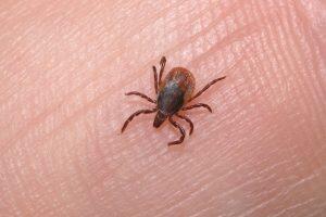 febre maculosa