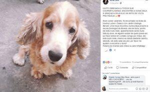cão desaparecido