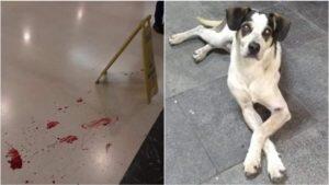 cachorro carrefour