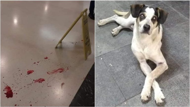 Carrefour de Osasco é alvo de protesto após cão ser morto a pauladas por segurança