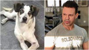cachorro carrefour