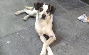 manchinha