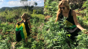maconha globo