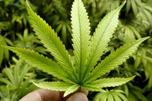 Cannabis