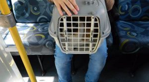 animais_onibus osasco