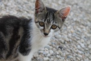 carne de cães e gatos