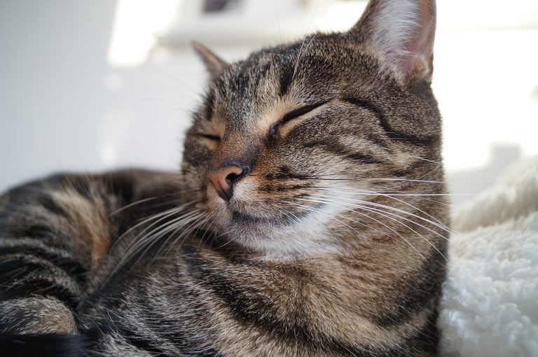 Barueri abre inscrições para castração de cães e gatos dia 11