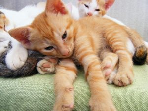Feira de Adoção de Cães e Gatos em osasco