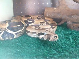 cobras osasco