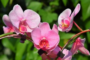 Orquídeas