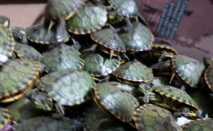 tartarugas osasco