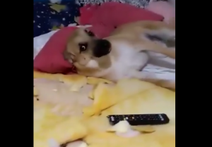 cachorro chico