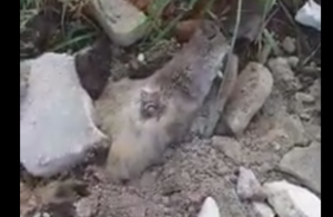 Cachorro é torturado e enterrado vivo em Osasco