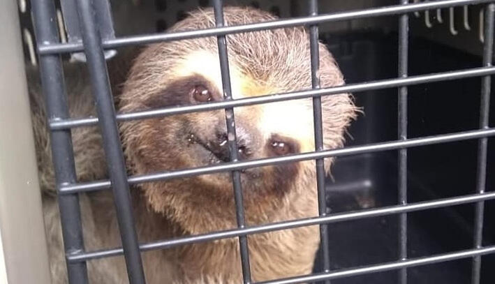 bicho preguiça cotia
