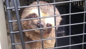 bicho preguiça cotia