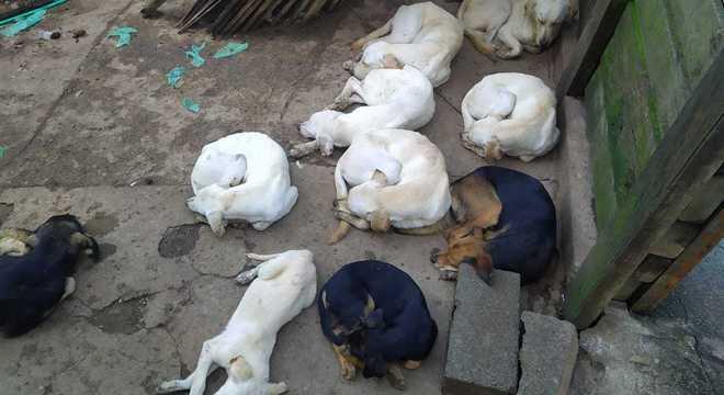 cães maltratados carapicuíba
