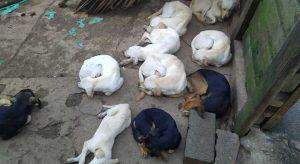 cães maltratados carapicuíba