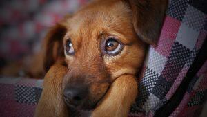 cachorro