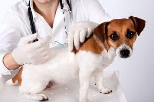 vacina cachorro coronavírus