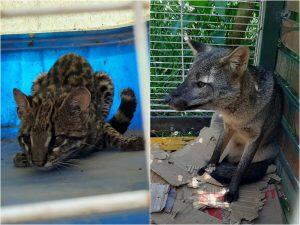 animais resgatados cotia