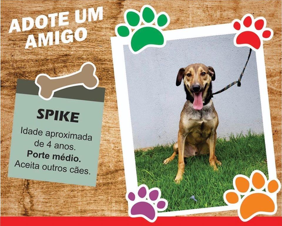 adoção barueri cães e gatos